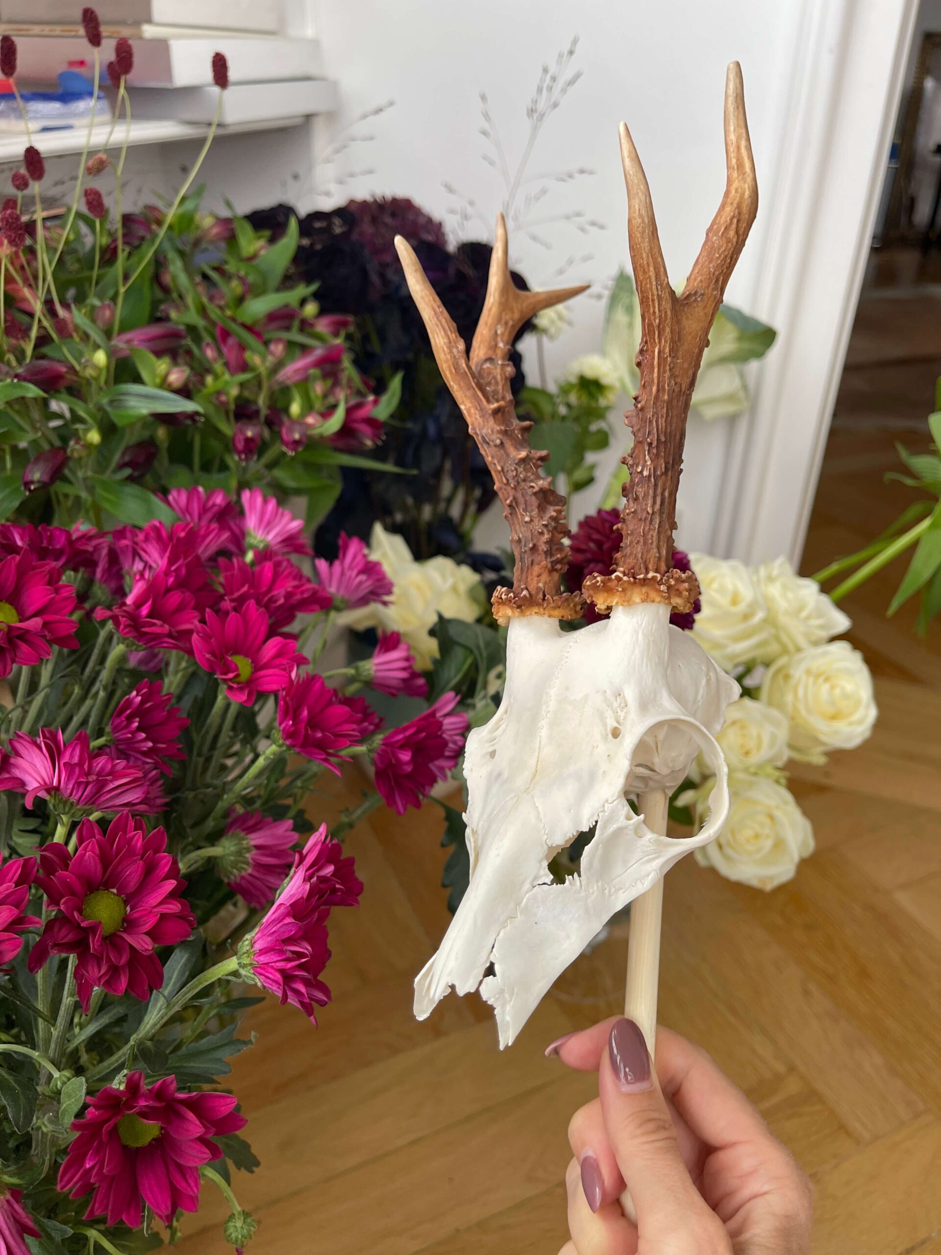 Geweih in der Vorbereitung zum Fotoshooting